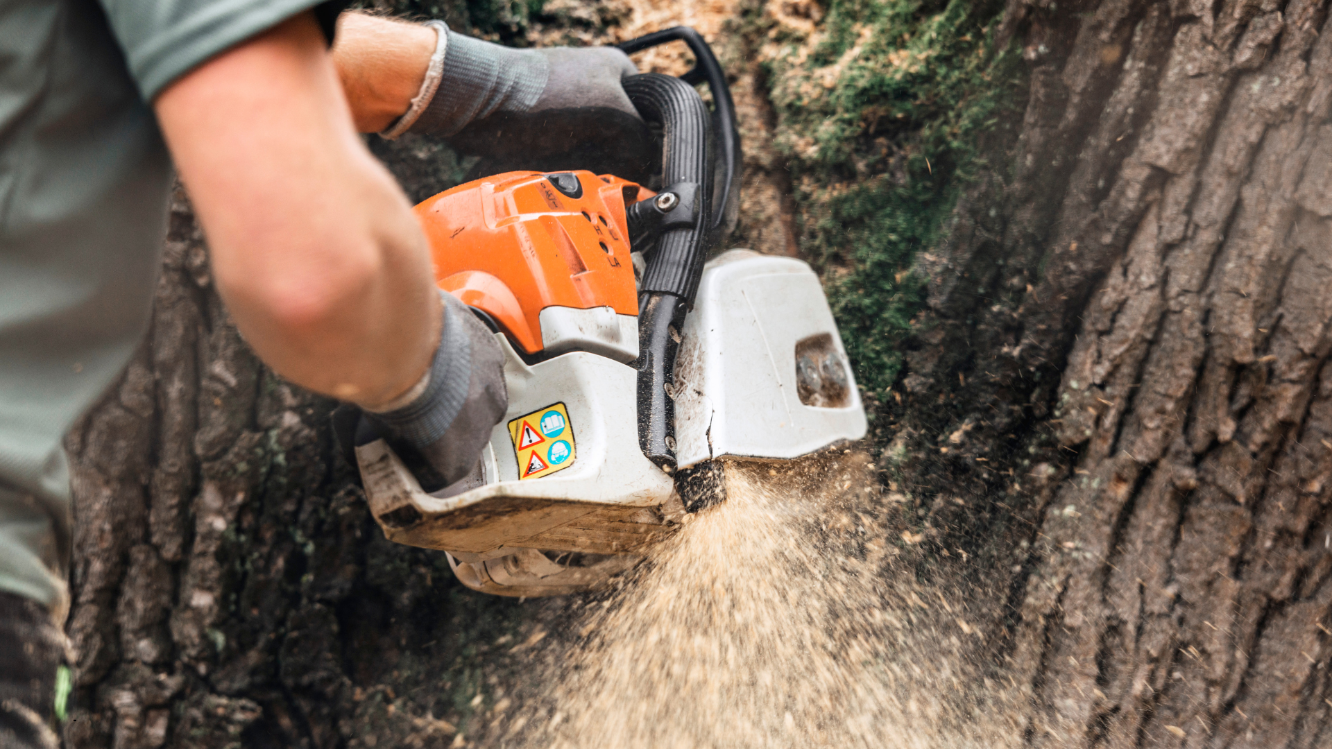 Travaux de coupe d’arbres prioritaires | Sentier des Embruns