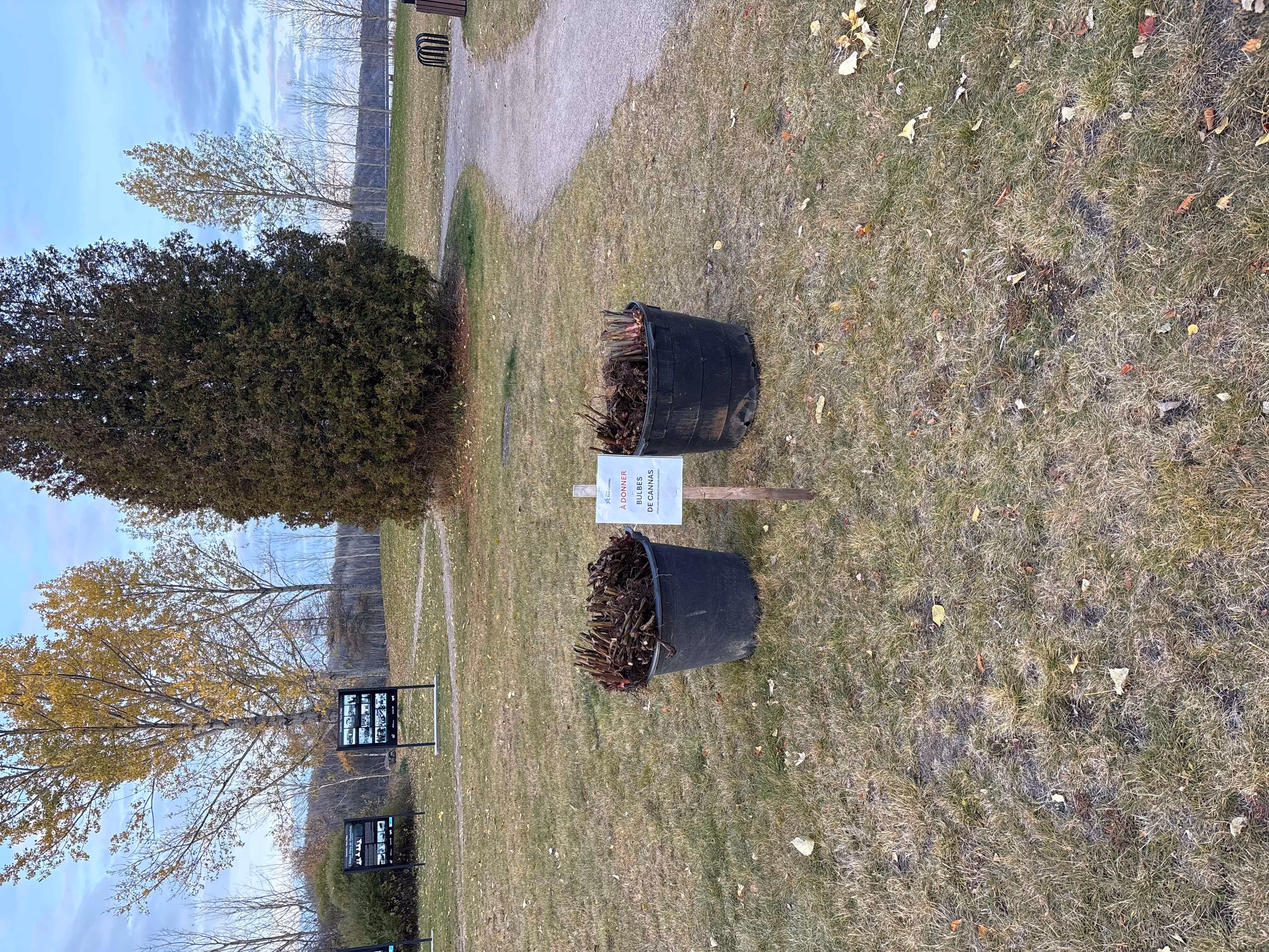 Des bulbes de cannas gratuits pour les citoyens!